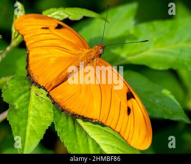 Ein Julia Butterfly sitzt auf einem Blatt Stockfoto