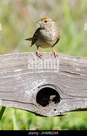 Goldgekrönter Sperlingszüchter, der auf einem Holzzaun thront. Santa Clara County, Kalifornien, USA. Stockfoto