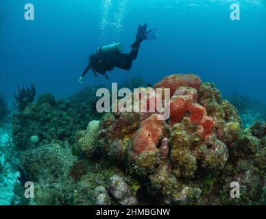 Taucher tauchen rund um das Korallenriff Stockfoto