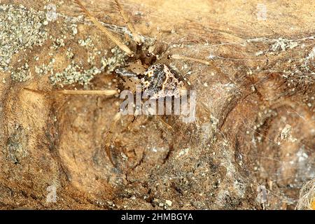 Kanibalische Piratenspinne (Mimetus sp.) Stockfoto