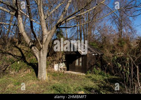 Eine kleine Holzhütte im Wald und ein Walnussbaum vor der Hütte an einem kalten, sonnigen Wintertag Stockfoto