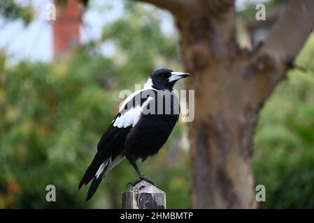 Die australische Elster thront auf einem hölzernen Zaun, während auf dem Schnabel Krümel von Lebensmitteln sitzen Stockfoto