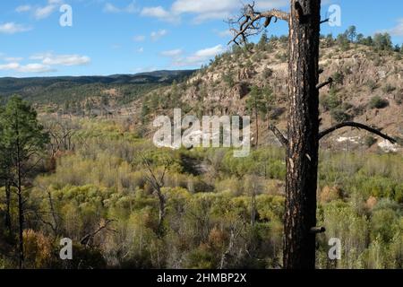 Baum durch Waldbrand beschädigt, Blick auf die Berge, Wachstum nach Feuer Stockfoto