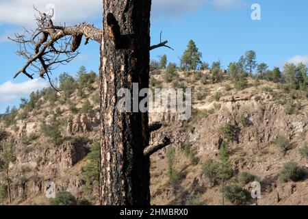 Baumstamm, der durch Waldbrand vor einem steilen Hang über ein Tal verbrannt wurde Stockfoto