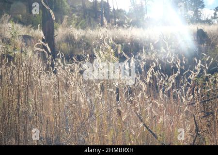 Goldenes hohes Gras schimmert intensiv mit goldener Sonne. Es gibt verbrannte Bäume herum, dieses Gras wird aus der Asche dieser Bäume gezüchtet. Stockfoto