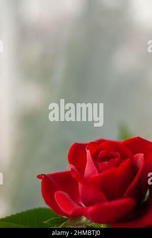 Blühende Rose auf grauem Hintergrund. Hochwertige Fotos Stockfoto