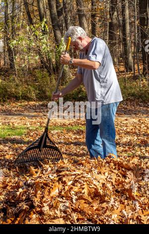 Ein älterer Mann reckt Blätter in seinem Hof an einem knackigen Herbsttag in Michigan USA Stockfoto