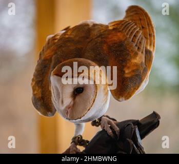 Scheune Eule mit seinem herzförmigen Gesicht Stockfoto