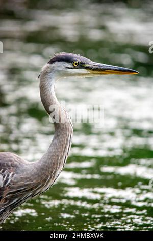 Ein großer Blaureiher in Quebec City, Kanada Stockfoto