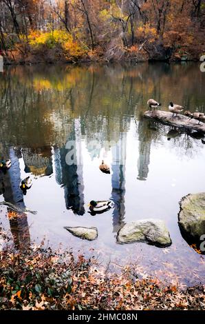 Mallardische Wildenten, die auf einem Stein im Teich in der südöstlichen Ecke des Central Park, inmitten von farbigen Blättern, Herbstfarben, stehen. Stockfoto