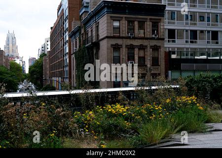 Der High Line Park in New York, der sich auf einem stillgewordenen Eisenbahnviadukt befindet, erinnert an die wilde Natur und spiegelt gleichzeitig den Charakter einer ehemaligen Industriestruktur wider Stockfoto