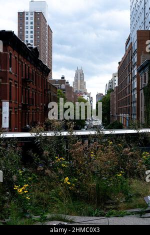 Der High Line Park in New York, der sich auf einem stillgewordenen Eisenbahnviadukt befindet, erinnert an die wilde Natur und spiegelt gleichzeitig den Charakter einer ehemaligen Industriestruktur wider Stockfoto