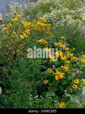 Der High Line Park in New York, der sich auf einem stillgewordenen Eisenbahnviadukt befindet, erinnert an die wilde Natur und spiegelt gleichzeitig den Charakter einer ehemaligen Industriestruktur wider Stockfoto