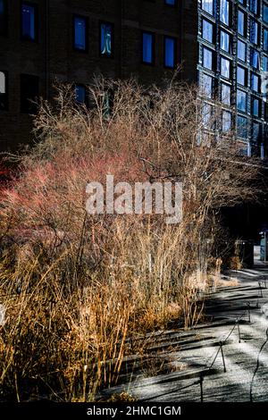 Der High Line Park in New York, der sich auf einem stillgewordenen Eisenbahnviadukt befindet, erinnert an die wilde Natur und spiegelt gleichzeitig den Charakter einer ehemaligen Industriestruktur wider Stockfoto