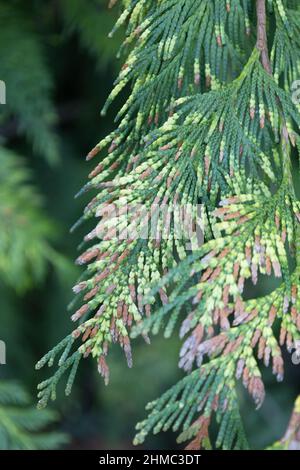 Nahaufnahme der Thuja plicata 'zebrina'. Stockfoto