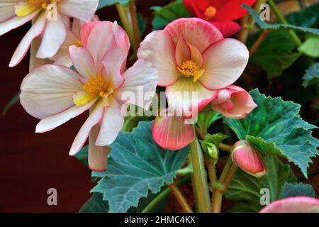 Begonia Tuberhybrida zarte weiße rosa Blüten, Nahaufnahme - floraler Hintergrund. Helle Blüten von tuberösen Begonien - Blumenzucht, Heimpflanzen wachsen, ga Stockfoto