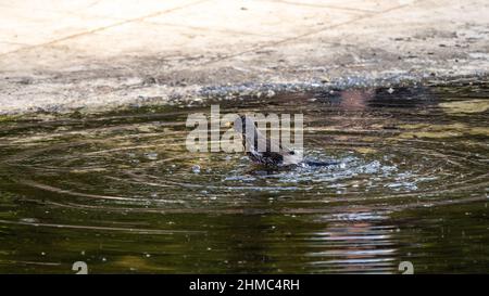 Soor nimmt ein Bad in einer Pfütze. Der Vogel schwimmt im Wasser Stockfoto