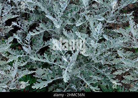 Jacobaea maritima (Senecio Cineraria) oder Silberragwort - Zierpflanze für den Garten- oder Landschaftsbau. Silbrig flauschige Blätter der Cineraria auf Blütenblatt Stockfoto