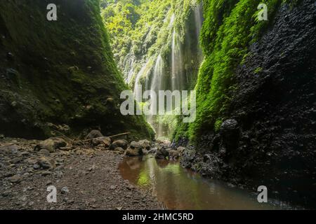 Madakaripura Wasserfall im Nationalpark. Der höchste Wasserfall auf Java Island. Naturlandschaft Hintergrund der Reise-und Urlaub Urlaub in Stockfoto