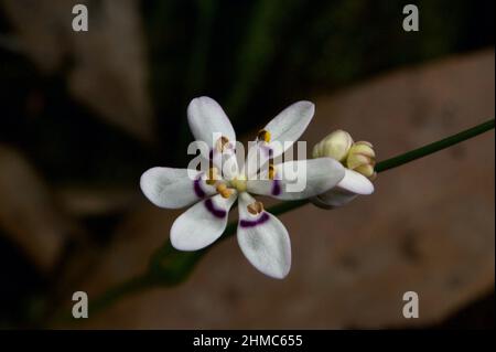 Die frühe Nancy (Wurmbea Dioica) ist eine der ersten Frühlingsblumen in Victoria - daher auch ihr Name. Hochkins Ridge Flora Reserve in Croydon North, Victoria. Stockfoto