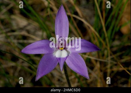 Wachslippen Orchideen (Glossodia major) gehören zu meinen Lieblingsblumen - ihre purpurne Pracht erhellt die Wälder, in denen sie wachsen. Hochkins Ridge. Stockfoto