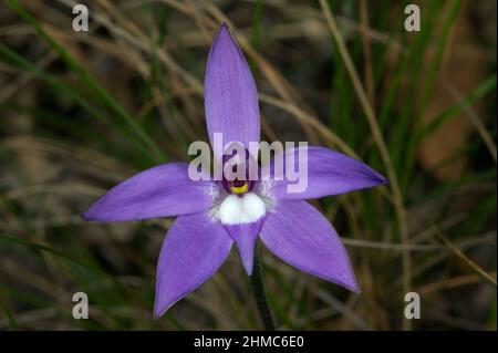 Wachslippen Orchideen (Glossodia major) gehören zu meinen Lieblingsblumen - ihre purpurne Pracht erhellt die Wälder, in denen sie wachsen. Hochkins Ridge. Stockfoto