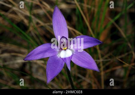 Wachslippen Orchideen (Glossodia major) gehören zu meinen Lieblingsblumen - ihre purpurne Pracht erhellt die Wälder, in denen sie wachsen. Hochkins Ridge. Stockfoto