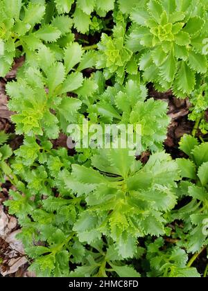 Blumenhintergrund von jungen grünen Sukkulenten, Blumen in einem Blumenbeet, Draufsicht, Frühling im Park. Stockfoto