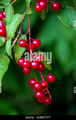 Die reifen Früchte von Common Chokecherry, einem beliebten Wildlife Food, wachsen in den Pocono Mountains in Pennsylvania. Stockfoto