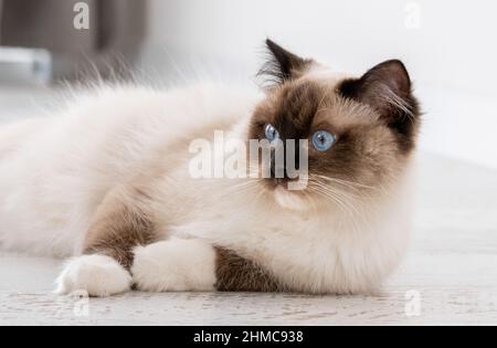 Ragdoll Katzenportrait Stockfoto