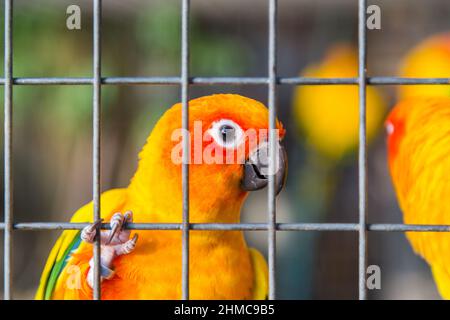 Gelber und orangefarbener Papagei in einem Käfig im öffentlichen Park Stockfoto