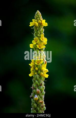 Common Mullein, eine nicht-einheimische Wildblume, blüht in den Pocono Mountains in Pennsylvania. Stockfoto