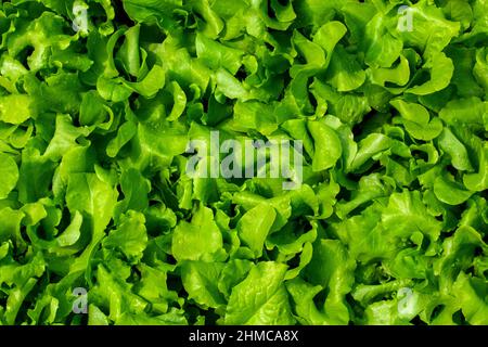 Der schwarze Simpson-Salat mit Aussaat ist eine lange Zeit beliebte Variante vieler Hausgärtner im Heimblatt. Stockfoto