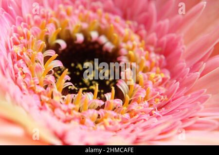 Zarte rosa-gelbe Gerbera (Gerbera hybrida) Blüte aus nächster Nähe Stockfoto