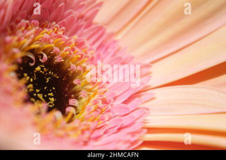 Zarte rosa-gelbe Gerbera (Gerbera hybrida) Blüte aus nächster Nähe Stockfoto