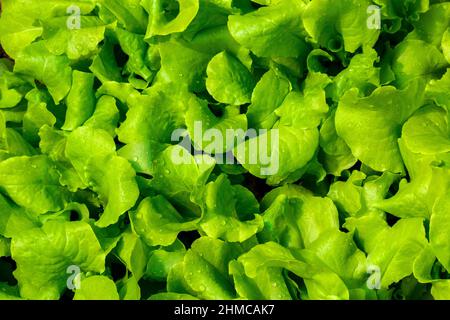 Der schwarze Simpson-Salat mit Aussaat ist eine lange Zeit beliebte Variante vieler Hausgärtner im Heimblatt. Stockfoto