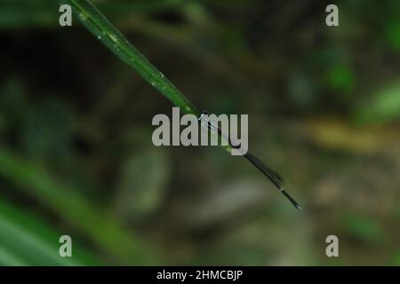 Draufsicht auf eine reife männliche Blauschwanzdamselfly, die auf einem Blatt thront Stockfoto