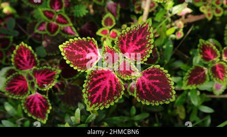 Ansicht von oben auf bunte Blätter eines Coleus oder einer bemalten Brennnesselpflanze Stockfoto