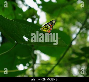 Darunter ein mehrfarbiger gemeiner Jezebel-Schmetterling auf einem großen Blatt Stockfoto