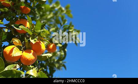 Nahaufnahme von frischen reifen Orangen auf einem Baum gegen klaren blauen Himmel Stockfoto