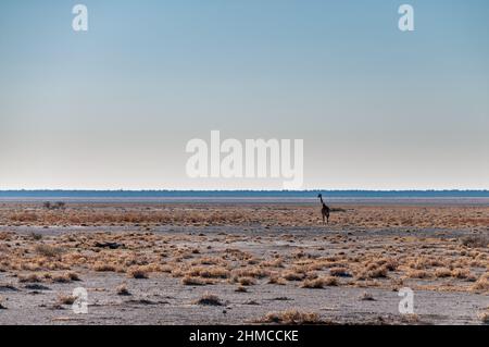 Wide Angle Shot eines angolanischen Giraffe - Giraffa giraffa angolensis - illustriert die große Offenheit der Ebenen von Etosha National Park, Namibia. Stockfoto