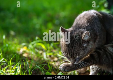 Katze leckt Pfote auf Gras sitzend, Platz für die Inschrift. Stockfoto