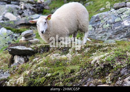 Dalsnibba ist ein massiver norwegischer Berg, der sich am Ende des Geiranger-Tals, 7km (4 Meilen) südlich des Dorfes Geiranger befindet. Stockfoto