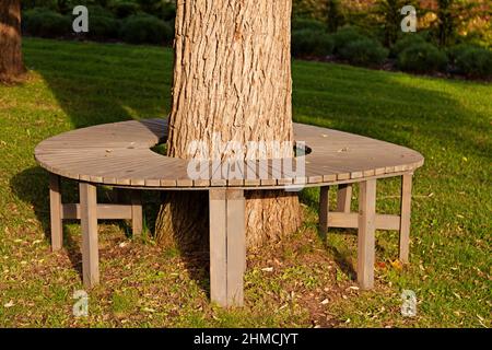 parkbank um einen Baum im Herbst Stockfoto