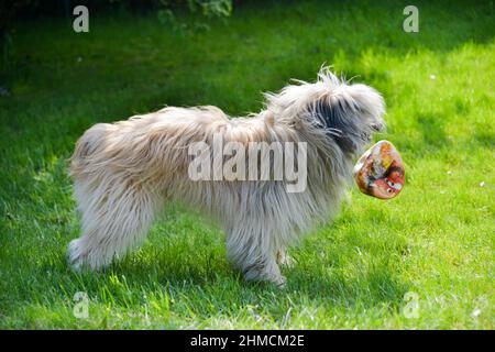 Profil eines kleinen Pyrenäen-Schäferhundes, der mit einem platzten Ball auf einem Rasen spielt Stockfoto