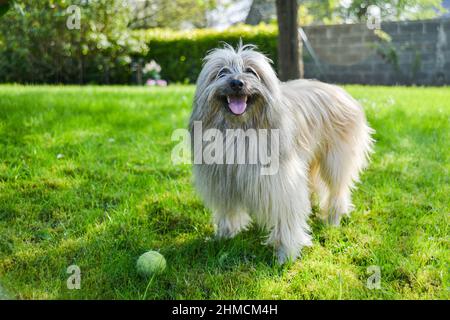 Kleiner Pyrenäen-Schäferhund, glücklich, auf einer Wiese mit einem Tennisball auf dem Gras eines Gartens zu spielen Stockfoto