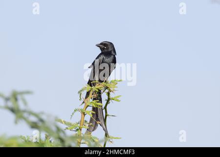 Schwarzer Drongo oder Dicrurus macrocercus ist ein kleiner asiatischer Singvögel, der auch als Königskrohe bekannt ist. Drongo sitzt auf einem dornigen Buschbaum im Wald inmitten von Th Stockfoto