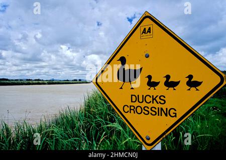 Eine Entenquerung ist entweder ein ausgewiesener Ort, der es Enten ermöglicht, eine Straße zu überqueren, oder ein abgezeichneter Weg, durch den Enten üblicherweise erwartet werden t Stockfoto