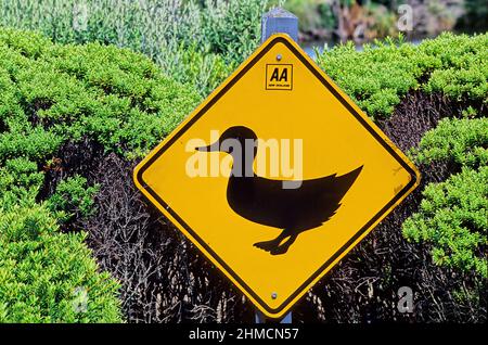 Eine Entenquerung ist entweder ein ausgewiesener Ort, der es Enten ermöglicht, eine Straße zu überqueren, oder ein abgezeichneter Weg, durch den Enten üblicherweise erwartet werden t Stockfoto