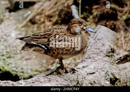 Die Baikalente (Sibirionetta formosa), auch Bimaculate-Ente oder Squawk-Ente genannt, ist eine taumelnde Ente, die in Ostrussland brütet und mich überwintert Stockfoto